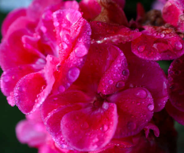 Fleur geranium rose