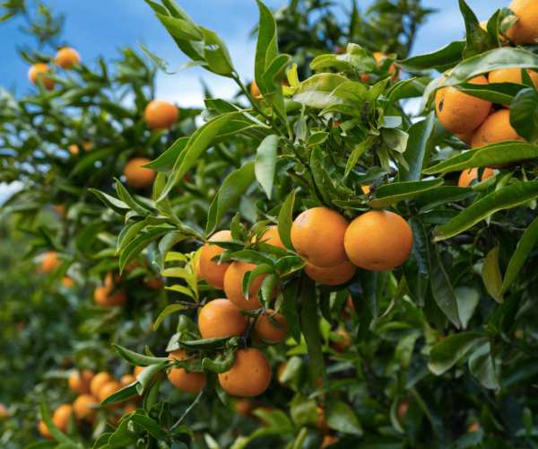 Mandarines sur les arbres